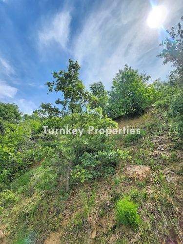 12 Decares of Fertile Chestnut Grove for Sale in Aydın, Immersed in Nature with a Highland Breeze
