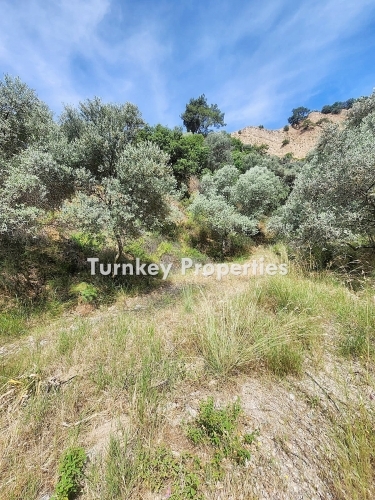 48 Acres of Fertile Olive Grove for Sale in Aydın, An Excellent Investment Opportunity