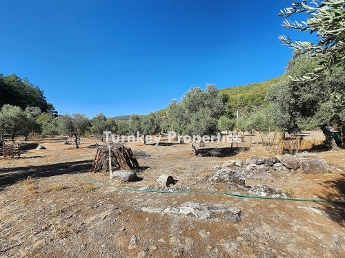 Spacious Farm Land with Forest View for Sale in Milas – Unmissable Opportunity for Olive Cultivation and Agriculture