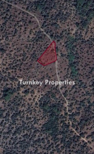 Milas Eğridere’de 1039 m² Yatırımlık Satılık Zeytinlik – Doğa İçinde Huzurlu Arsa