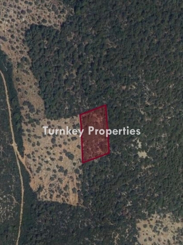 Bodrum Kızılağaç’ta Satılık Yatırıma Uygun 5754 m² Zeytinlik Arsa