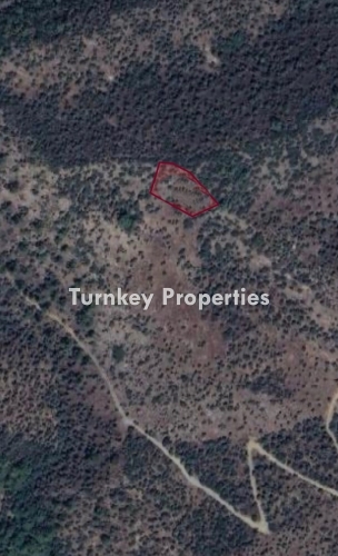 Milas Derince’de 1520 m² Doğa İçinde, Zeytin Ağaçlarıyla Dolu Satılık Zeytinlik – Yatırım İçin Kaçırılmayacak Fırsat